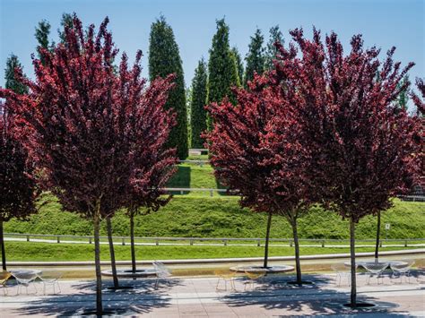 Purple Tree Varieties That Make Landscapes Pop