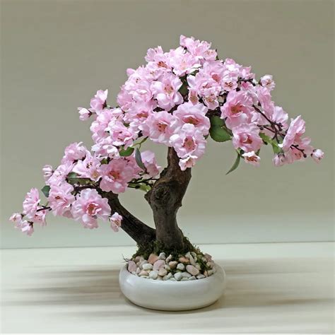 Live Cherry Blossom Bonsai