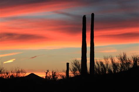 Saguaro National Park- Sunsets