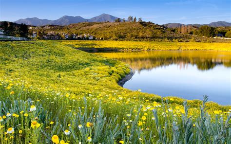 Sommer Natur, Blumen, Gras, See, Himmel 1920x1200 HD Hintergrundbilder, HD, Bild