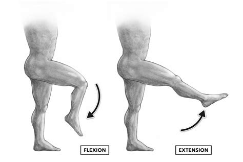 Knee Flexors