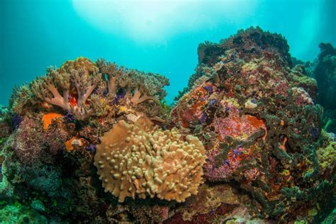 Micronesian Diving: Chuuk Lagoon and Pohnpei • Scuba Diver Life