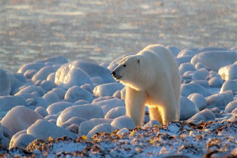 Do Polar Bears Migrate? | Polar Bear Migration Patterns • Polar Bear Facts