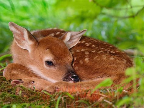 Edge Of The Plank: Cute Animals: Baby Deer