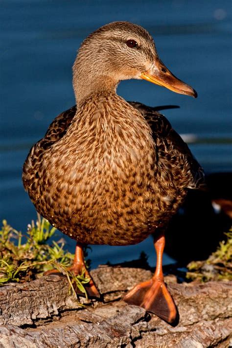 Mallard, Love and Ducks on Pinterest