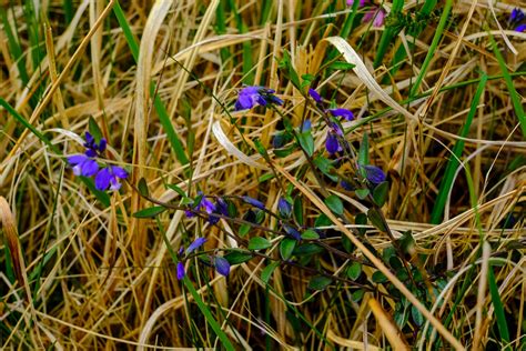 Blanket Bog Plants — Discover Iveragh