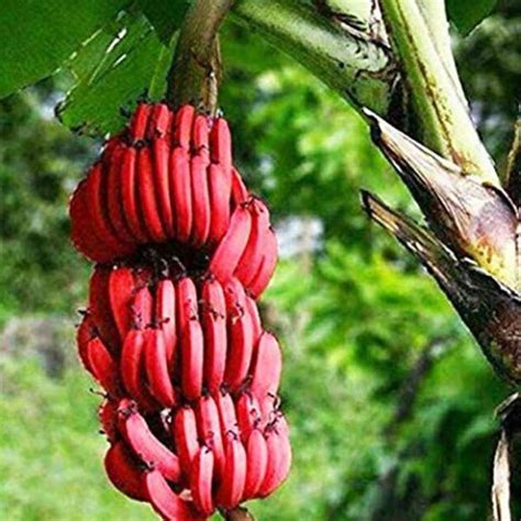 Kerala Banana - Make My Garden