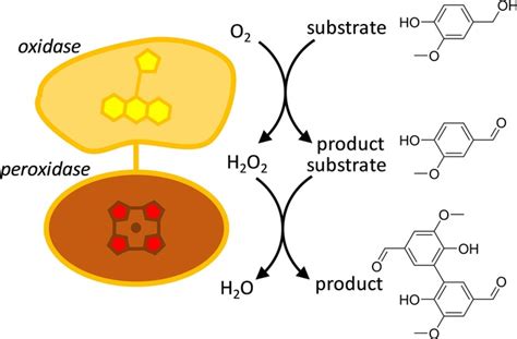 Creating Oxidase–Peroxidase Fusion Enzymes as a Toolbox for Cascade Reactions - Colpa - 2017 ...