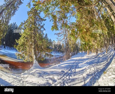 in the fir forest. winter Stock Photo - Alamy