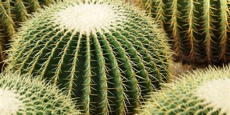 Xeriscape Costs In AZ 2024