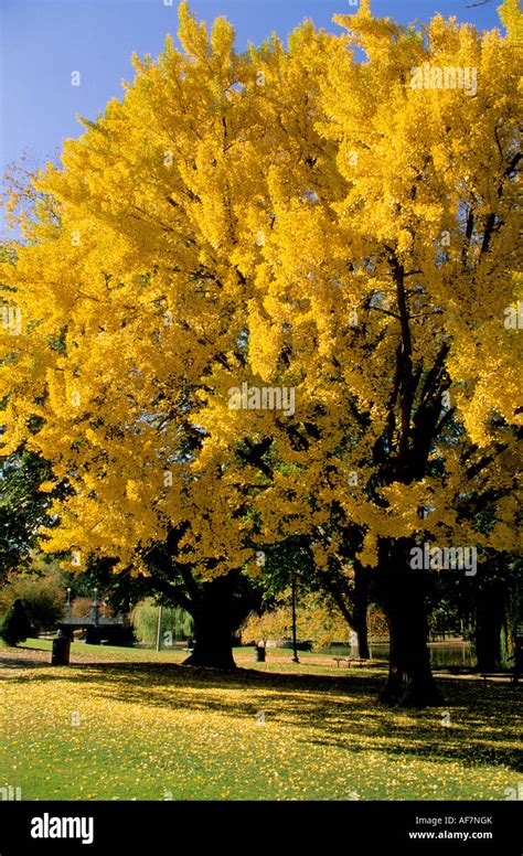 Fall (Autumn) on Boston Common, Boston, Masschusetts, USA Stock Photo ...