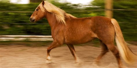 Haflinger Horse Breed Profile - Color, Temperament & Price | Helpful Horse Hints