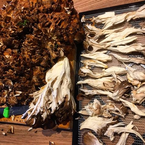 Hen of the Woods – Identification, Edibility, Distribution, Medicinal ...