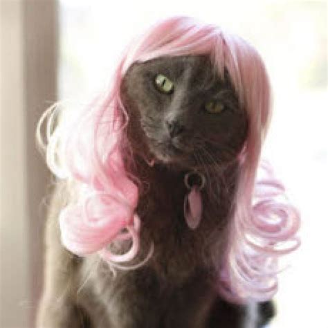 Pink Passion Kitty Wig | Incredible Things | Amazing animal pictures, Photoshopped animals, Cute ...