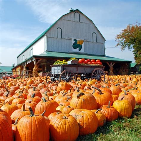 25 Best Pumpkin Patches in the U.S. - Top Pumpkin Patch Near Me