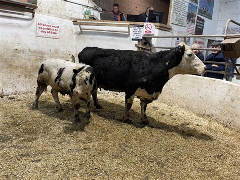 Mart report: General and organic cattle prices at Drumshanbo - Agriland.ie