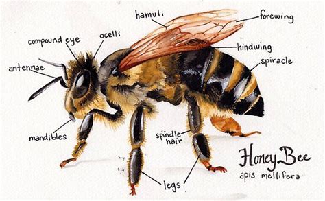 "Honey Bee Anatomy Chart" Poster for Sale by Melissa Robinson | Bee, Honey bee, Bee painting