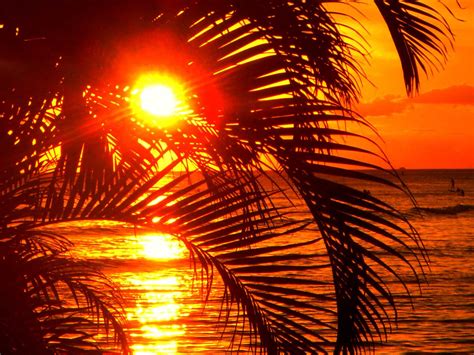 Hawaii Palm Tree Sunset - Hawaii Pictures