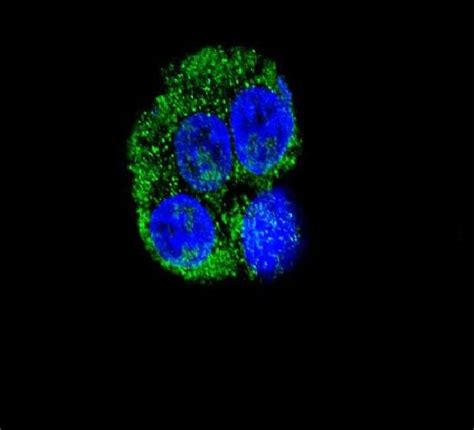 CD36 Antibody (PA5-12514)