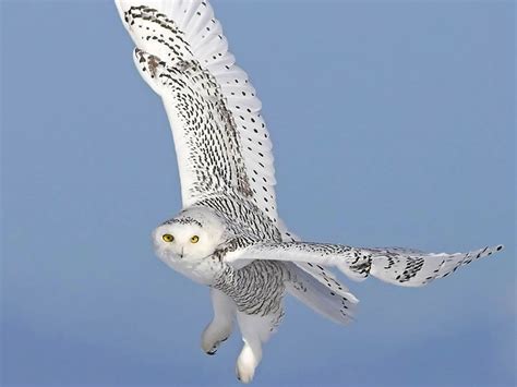 Snowy Owl | The Biggest Animals Kingdom