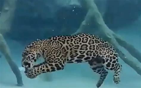 Video: jaguar swimming underwater goes viral – Michael Broad