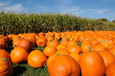 Pumpkin Farms Near Toronto