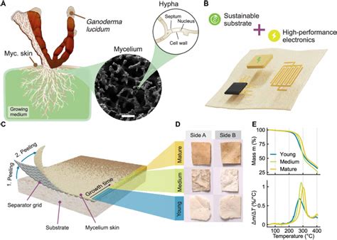 Formation and properties of mycelium skin. (A) Structure of G. lucidum ...