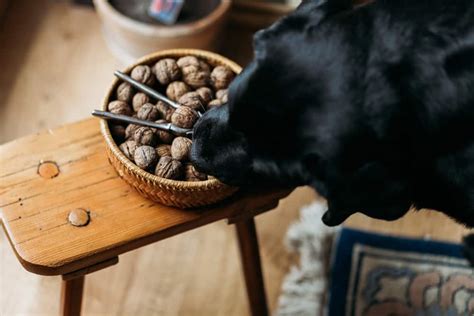 5 Nuts that are Safe for Dogs to Eat (Diets, Care & Feeding Tips)