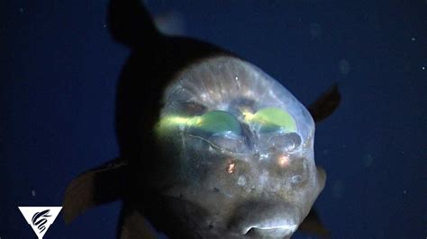 PHOTOS: Bizarre and beautiful deep sea creatures recorded by MBARI