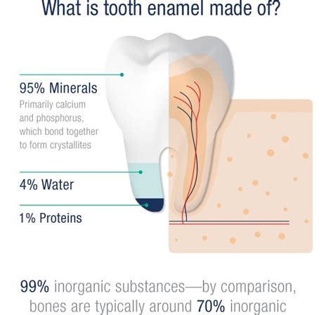 What is Tooth Enamel? | Pronamel®