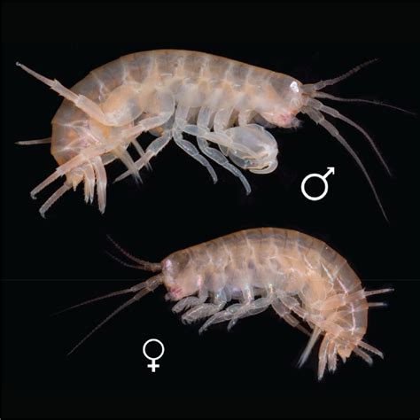 The amphipod crustacean Parhyale hawaiensis: An emerging comparative ...