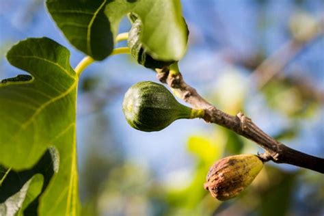 Fighting Fig Tree Diseases: A Guide to Diagnosis and Treatment ...