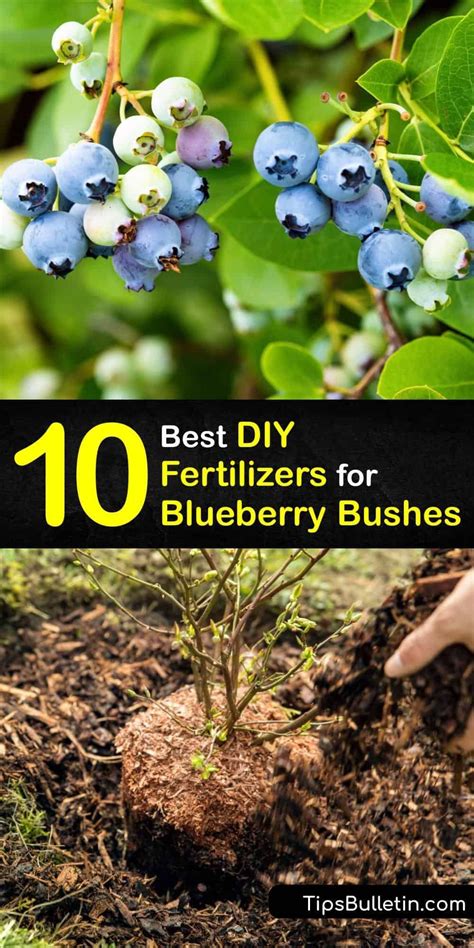 Discover ways to make homemade organic fertilizer for blueberry plants for the best berry ...