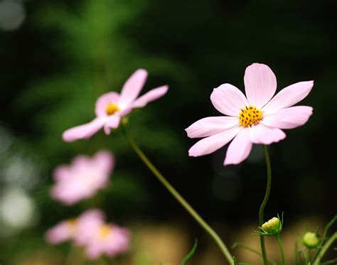 8 Beautiful Flowers of the Four Seasons to be Seen in Japan | tsunagu Japan