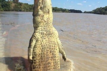 Adelaide River Queen | The 'Original' Jumping Crocodile Cruises