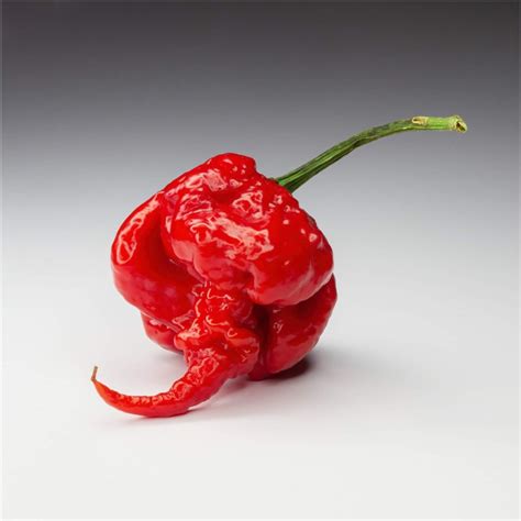 Buy Chilli - Carolina Reaper - Red seeds Online | Happy Valley Seeds