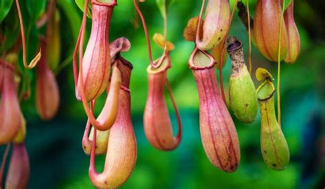 Pitcher plant - Types, How to Grow & Plant Care Tips