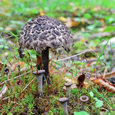 Preserved Old Man of the Woods Mushroom Paperweights Home & Living Office etna.com.pe