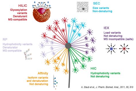 Analysis & purification of proteins: HIC, the separation of molecules ...