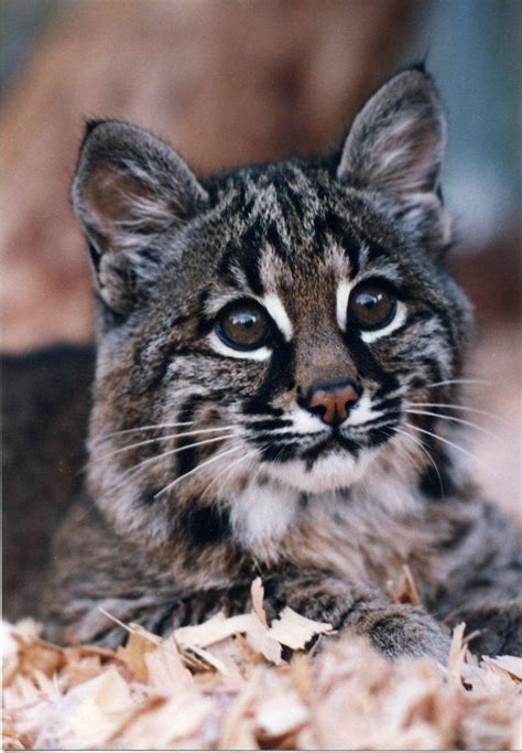 Bobcat Killing Raises Hackles Among Animal Advocates | KLCC