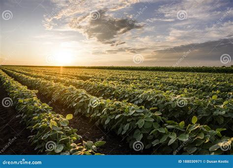 Open Soybean Field at Sunset Stock Image - Image of farming, soybean ...