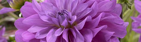 Dahlia Bluetiful - Florissa | Flowers, Roses, Fruits and VeggiesFlorissa | Flowers, Roses ...