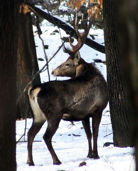 Inside Dachigam: A Photo Feature