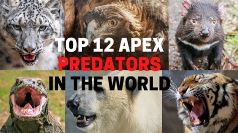 12 Apex Predators In The World - The World’s Top Predators - YouTube