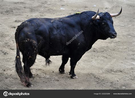 Spanish Fighting Bull Bullring Stock Photo by ©albertoclemares.hotmail.com 222223284