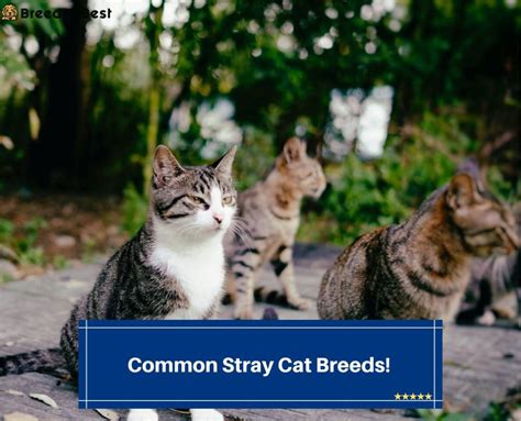 Common Stray Cat Breeds! (2023) - Breeder Best