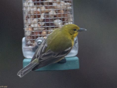 Pine Warbler at Feeder - FeederWatch