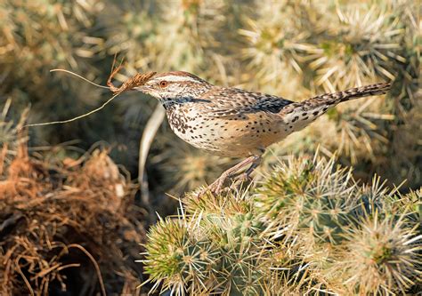 Cactus Wren Working on the Nest Photograph by Loree Johnson - Fine Art America