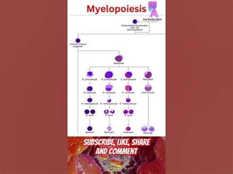 Stages Of #myelopoiesis #mbbsbds #neet2024 #wbc #biology #science # ...