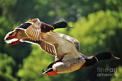 Double Green Heads in Flight Photograph by Laura Birr Brown - Fine Art America